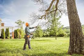 Best Tree Trimming and Pruning  in Fernley, NV